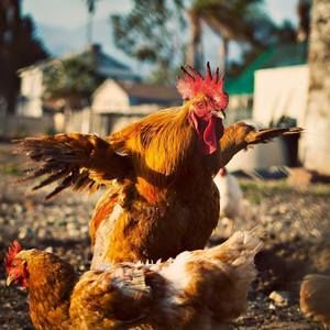 Meet your Posher, Kat